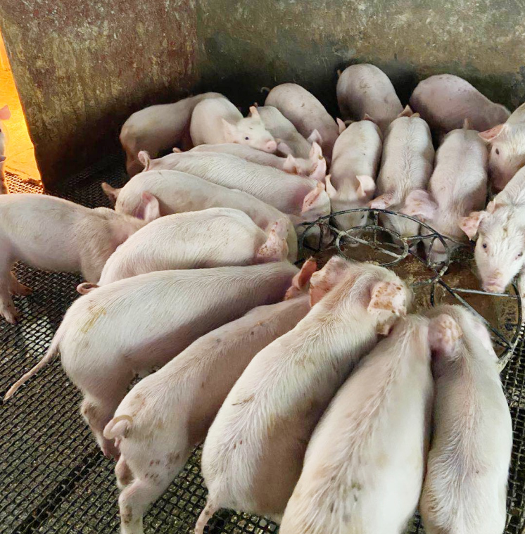 膚冠速紅試驗(yàn)效果圖