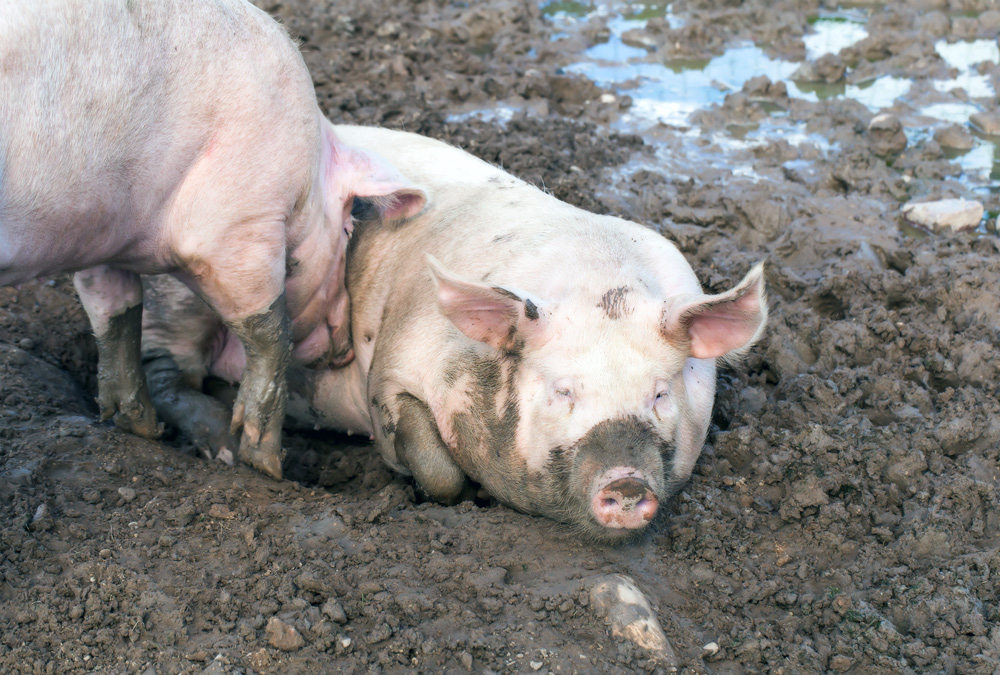什么飼料添加劑可以使豬肉顏色加深
