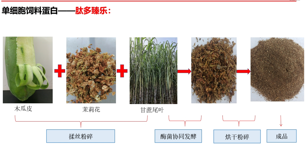 單細(xì)胞飼料蛋白-肽多臻樂生成過程